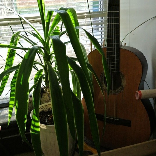 Комнатные растения Комнатные растения