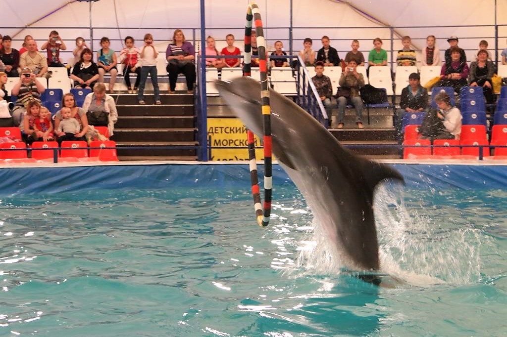 Открой свой дельфинарий! Открой свой дельфинарий!