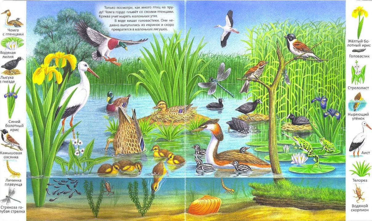 Первые книги малыша первые книги малыша 2.jpg