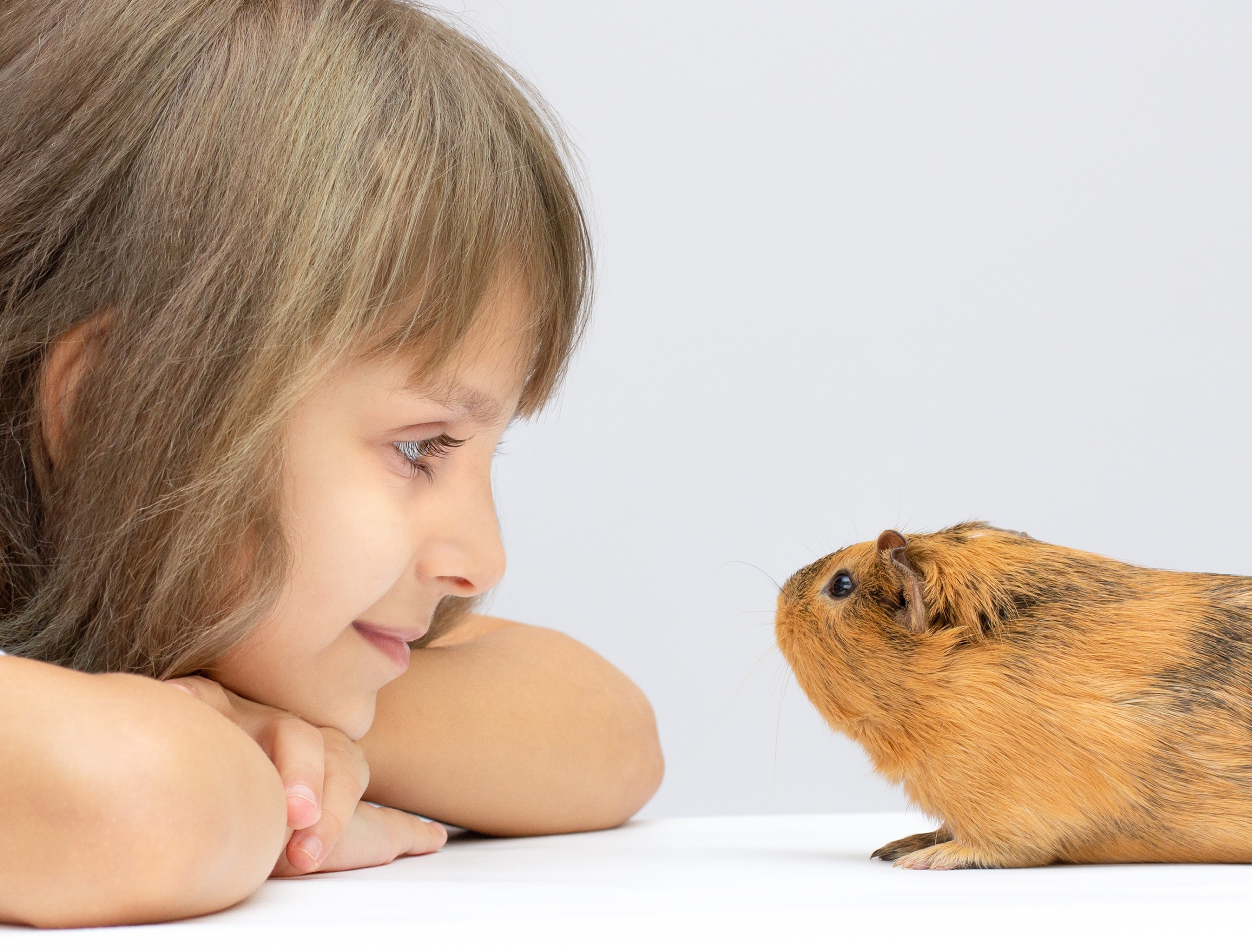 01 cute-little-girl-holding-guinea-pig-isolated-grey-background.jpg