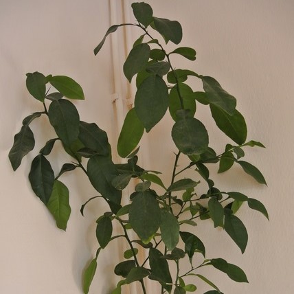 Полезные фитомодули Полезные фитомодули