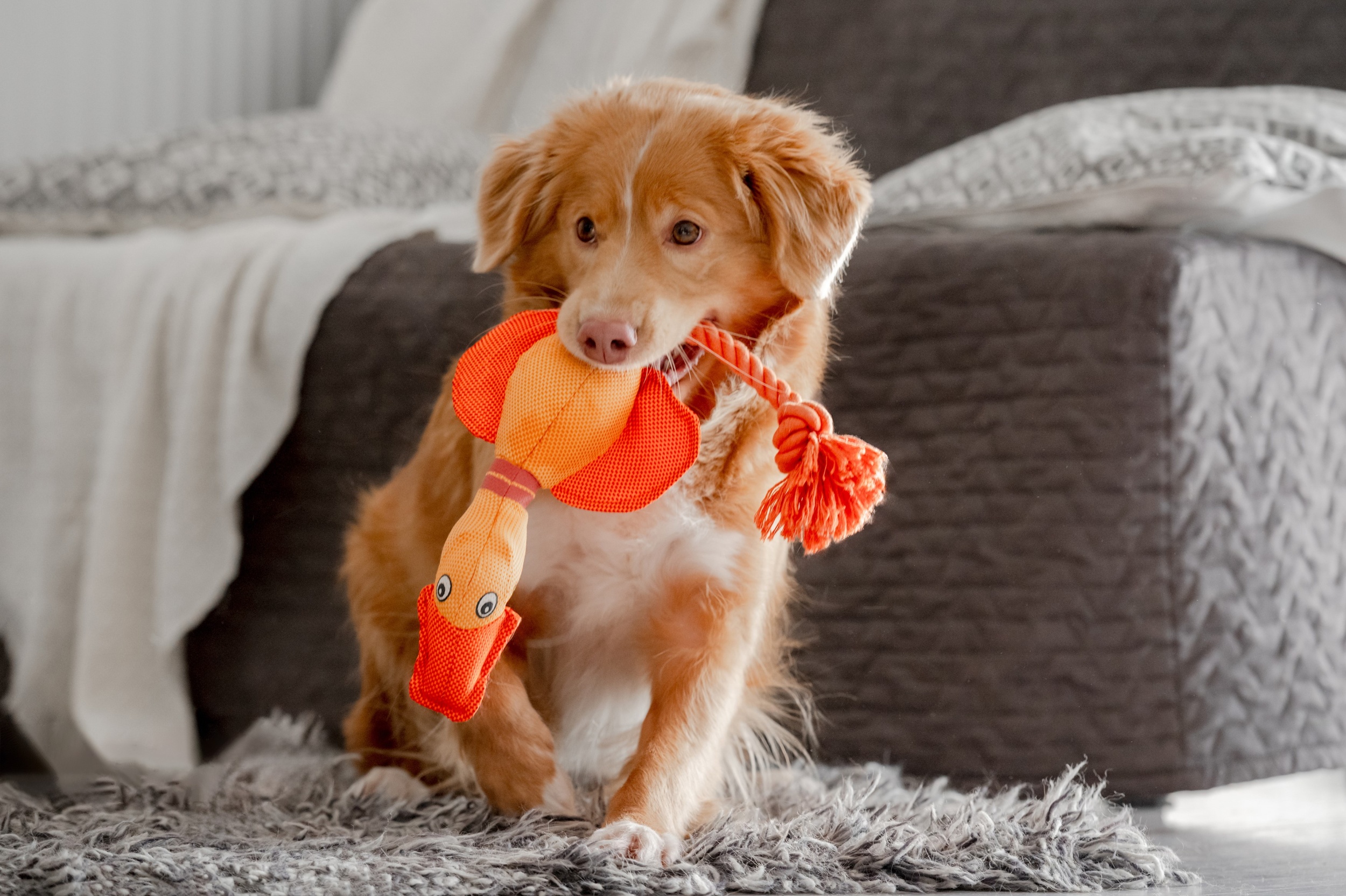 2 sobaka-tollera-s-arkoi-igrusecnoi-utkoi-v-zubah-igraet-v-komnate-s-retriverom-novoi-sotlandii.jpg 2 sobaka-tollera-s-arkoi-igrusecnoi-utkoi-v-zubah-igraet-v-komnate-s-retriverom-novoi-sotlandii.jpg