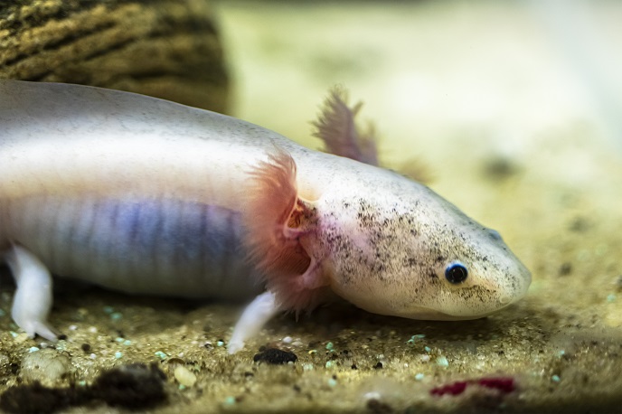 Необычные домашние животные