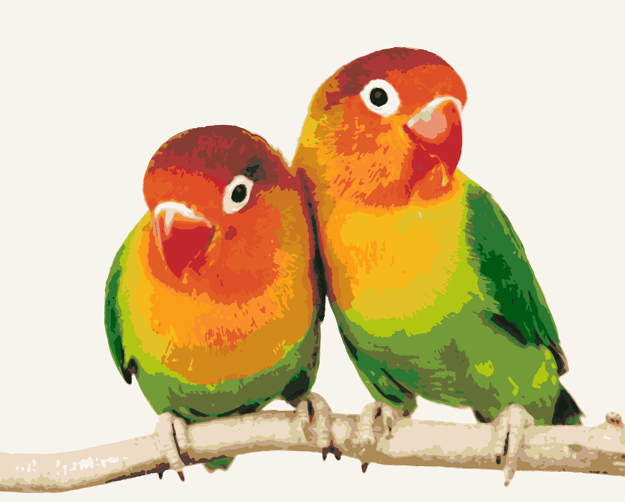 Попугаи Попугаи